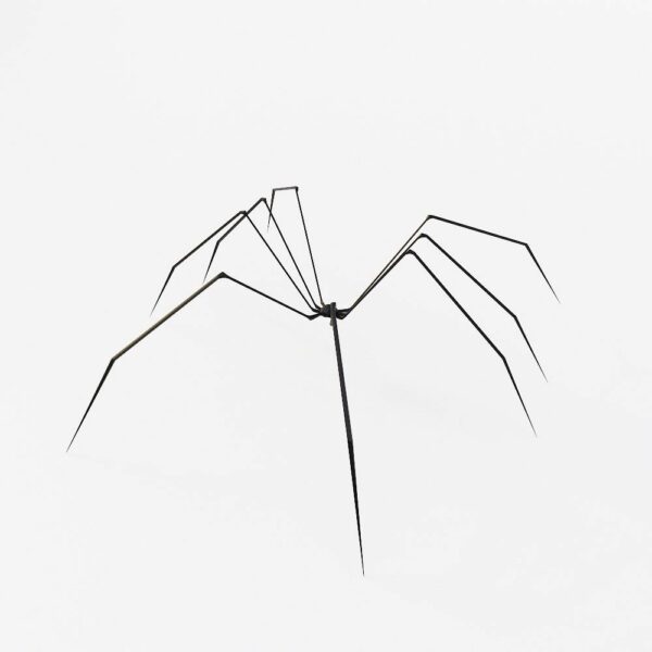 Free Spider 3d model