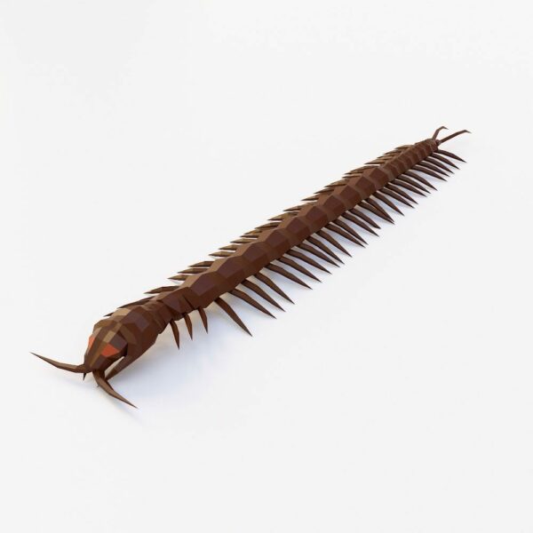 Centipede low poly 3d model