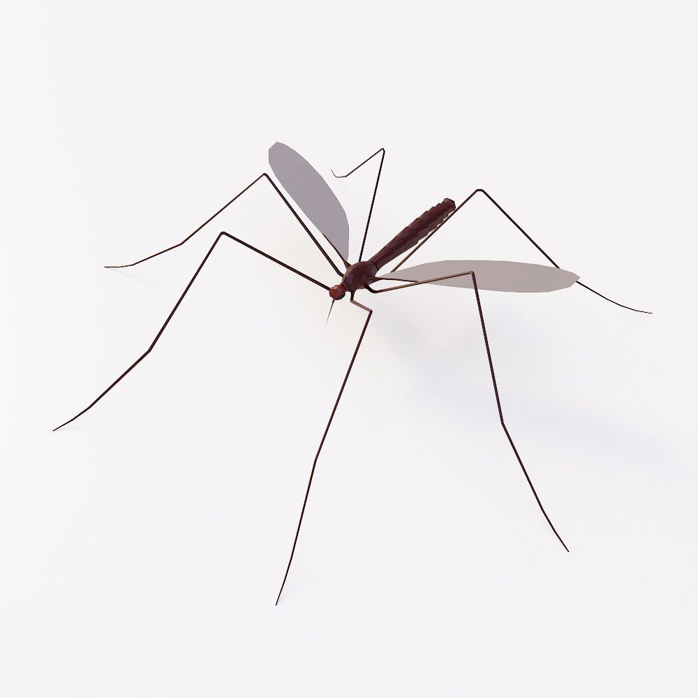 Lowpoly mosquito 3d model