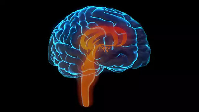 Human brain parts highlight stock video