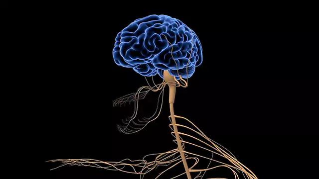 Human nervous system brain close up stock video