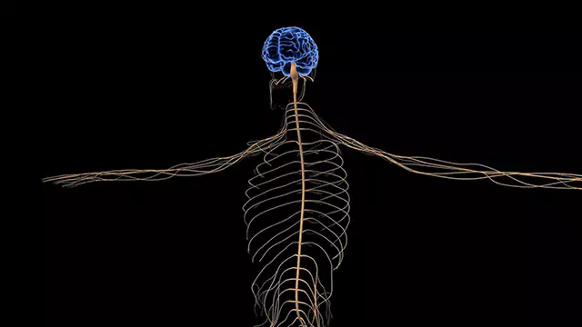 Human nervous system chest close up stock video
