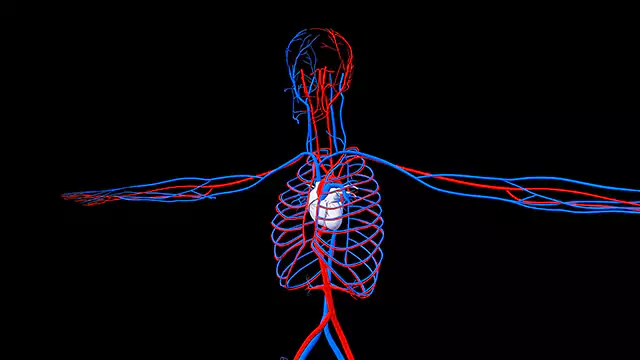 Circulatory system chest close up stock video