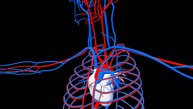 Circulatory System Heart close up stock video