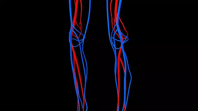 Circulatory System knees close up stock video