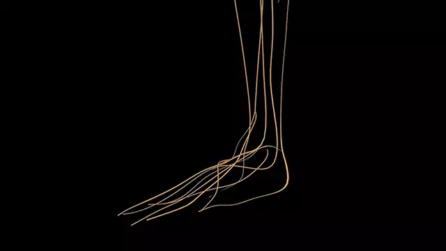 Human nervous system foot close up stock video