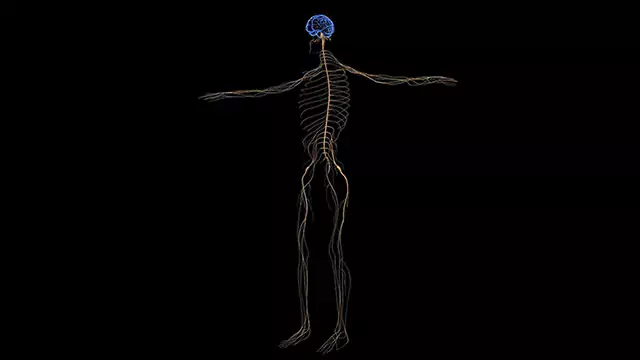 Human nervous system full body stock video