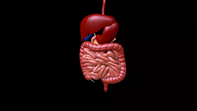 Human Digestive System close up stock video