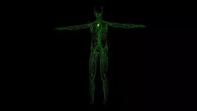 Lymphatic System stock video footage