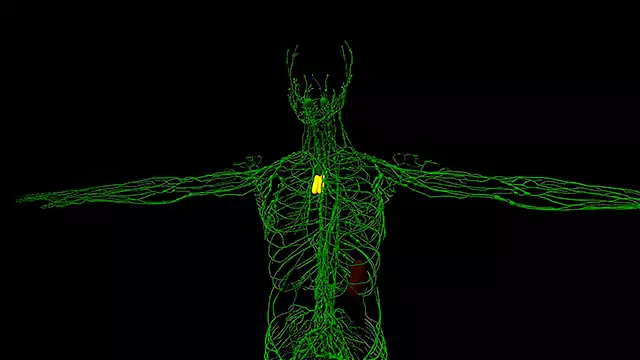 Lymphatic System Chest close up stock video