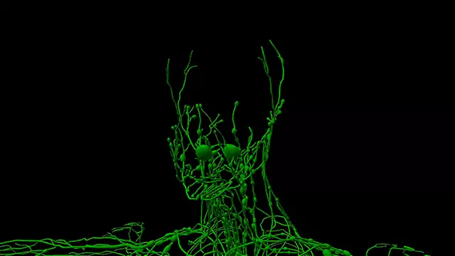 Lymphatic system head close up stock video