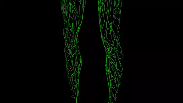 Lymphatic system knees close up stock video