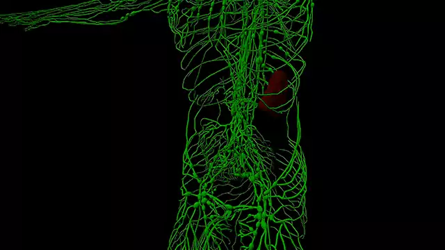 Lymphatic system abdomen close up stock video