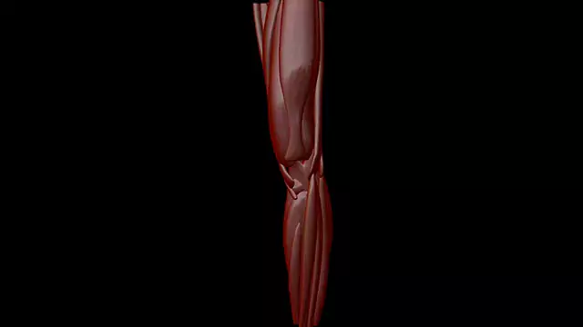 Human muscle system knee close up stock video