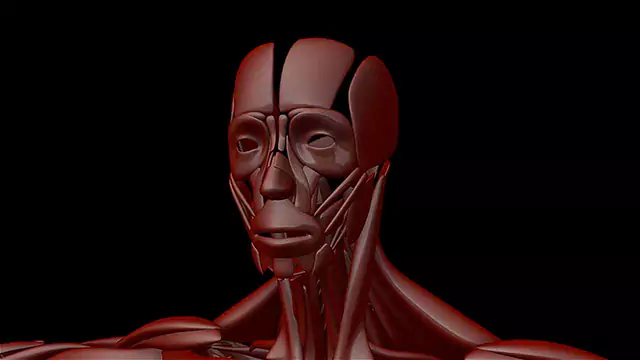 Human muscle system head close up stock video