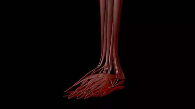 Human muscle system foot close up stock video