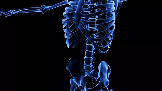Skeleton system abdomen close up stock video