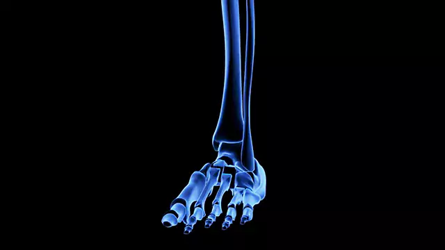 Human skeletal system foot close up stock video