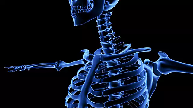 Skeletal system shoulder close up stock video