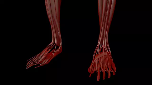 Human muscle system feet close up stock video