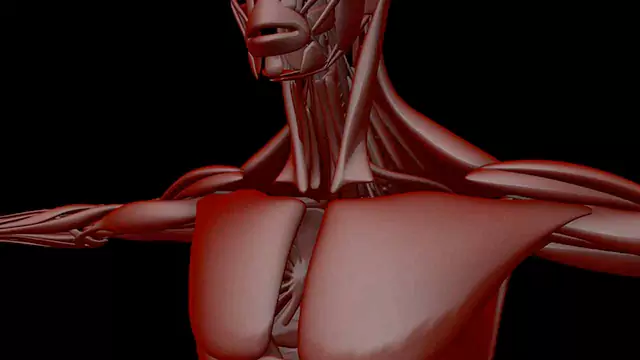 Human muscle system shoulder close up stock video
