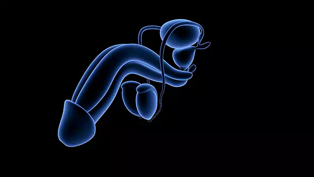 Male Reproductive system stock video