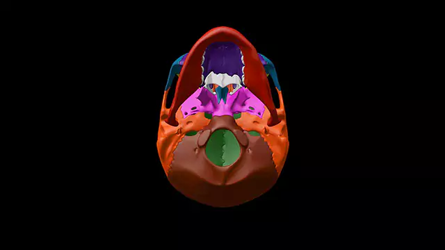 Human skull inferior view stock video