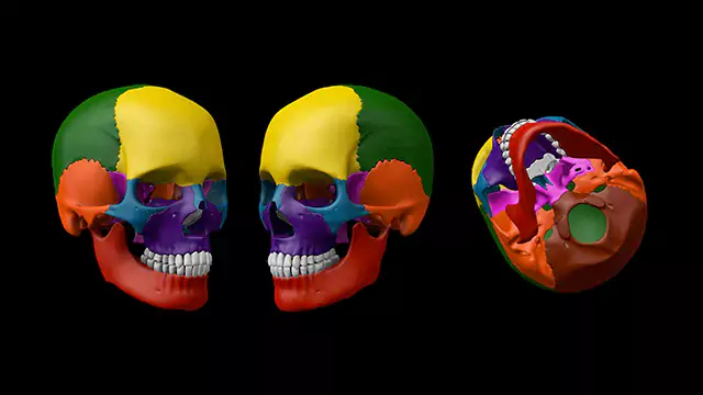 Human skull parts stock video
