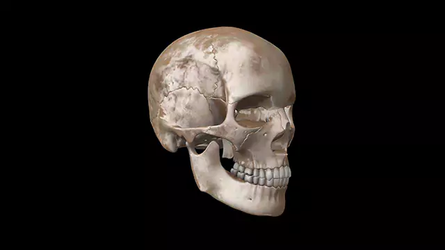 Human skull bones 360 view stock video