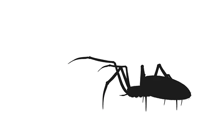 Spider walking attacking silhouette video