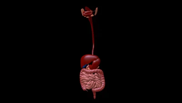 Human Digestive system stock footage