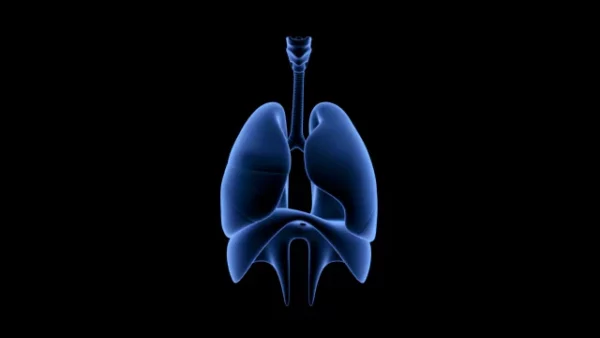 Human respiratory system stock video