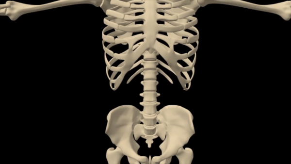 Skeletal system abdomen close up stock video