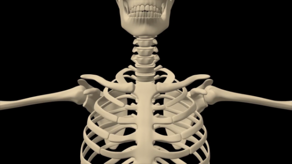 Human Skeletal system chest close up stock video