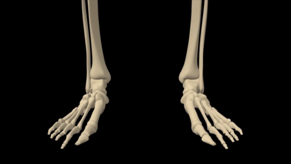Human Skeletal system feet close up stock video