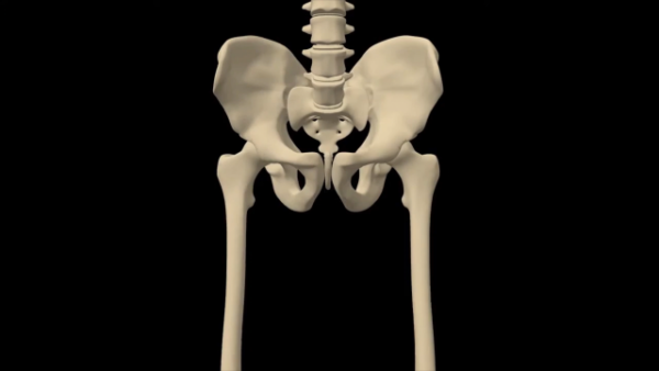 Human skeletal system hip close up stock video