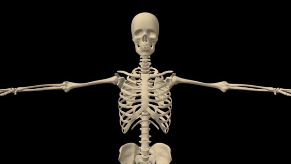 Human skeletal system shoulder close up stock video