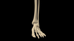 Human skeletal system foot close up stock video