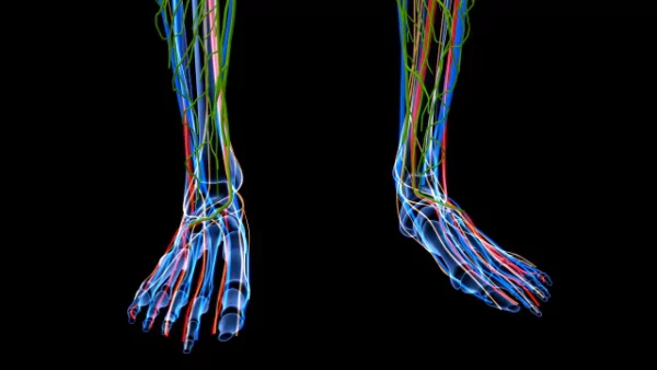 Human Internal systems Feet close up stock video