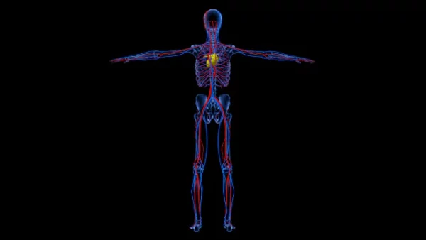 Human skeletal and circulatory system stock video