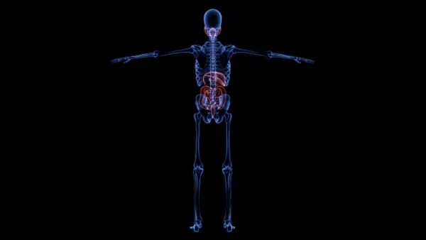 Human skeletal and digestive system stock video