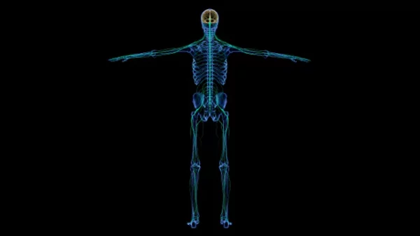 Human skeletal and nervous system stock video