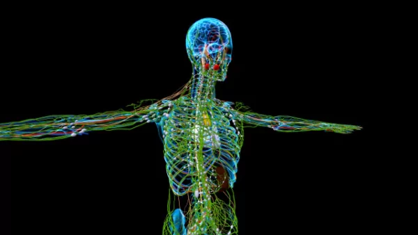 Human Internal systems animation video